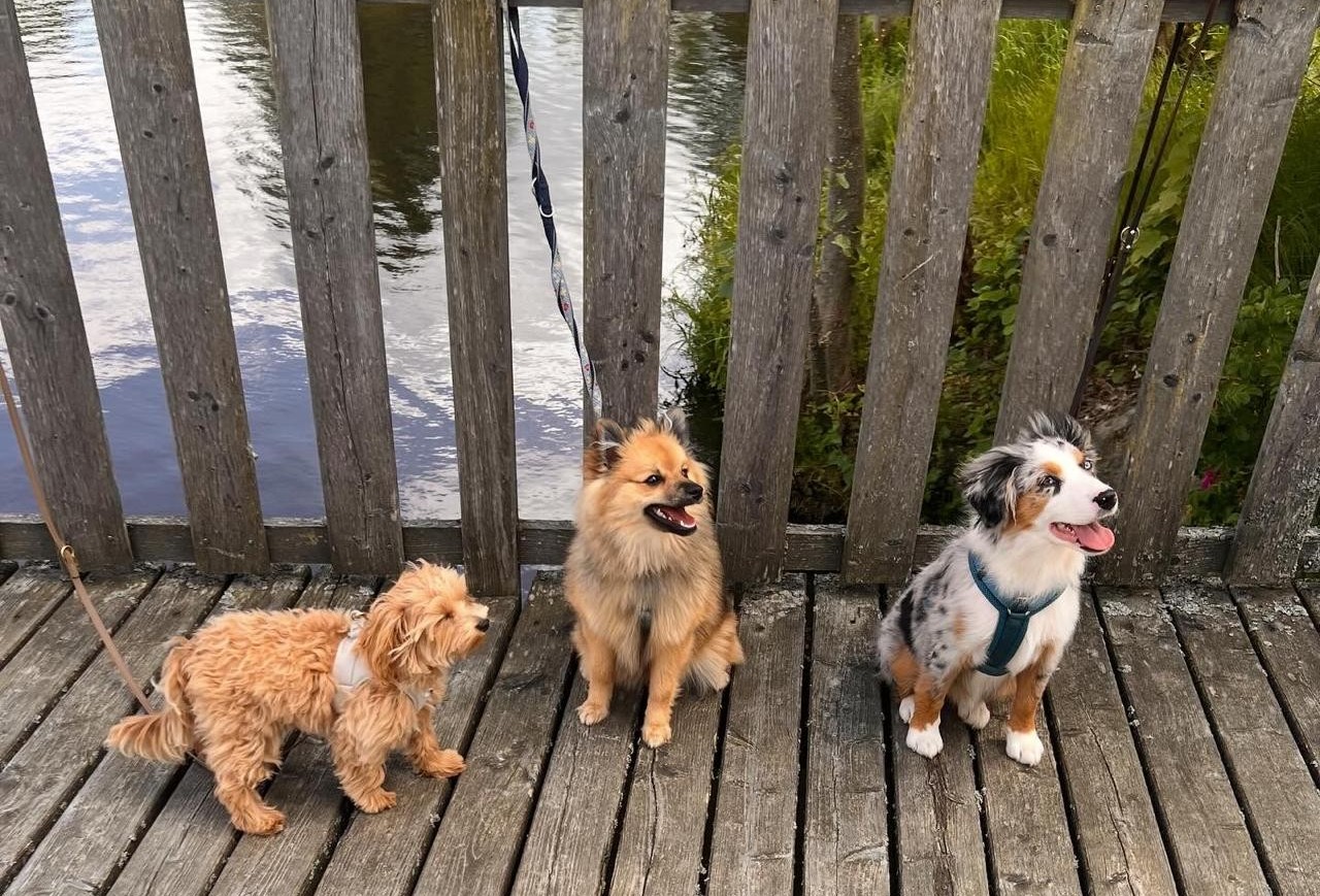 Welpen üben in ruhiger Umgebung