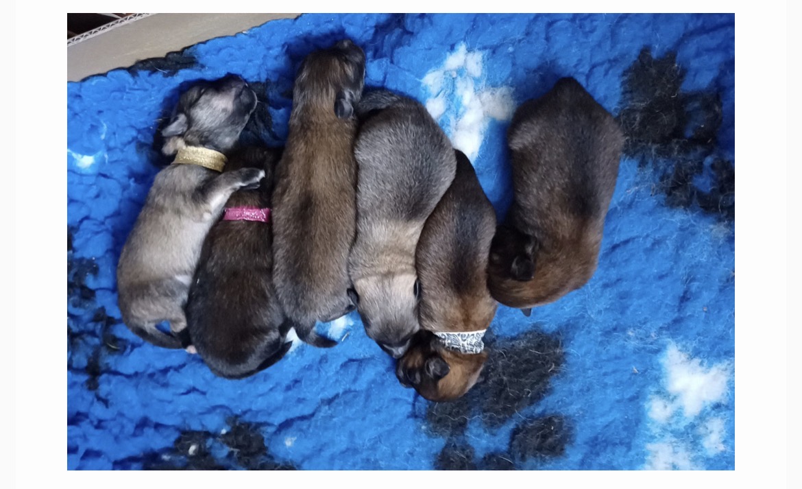 Neues aus der Wurfkiste