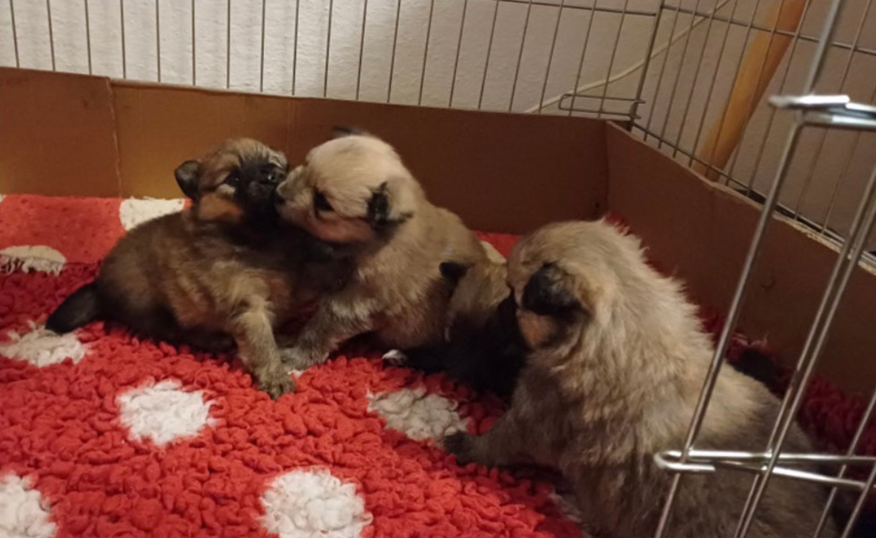 Neues aus der Wurfkiste